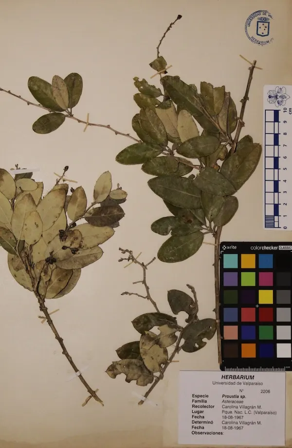 Plantas Vasculares