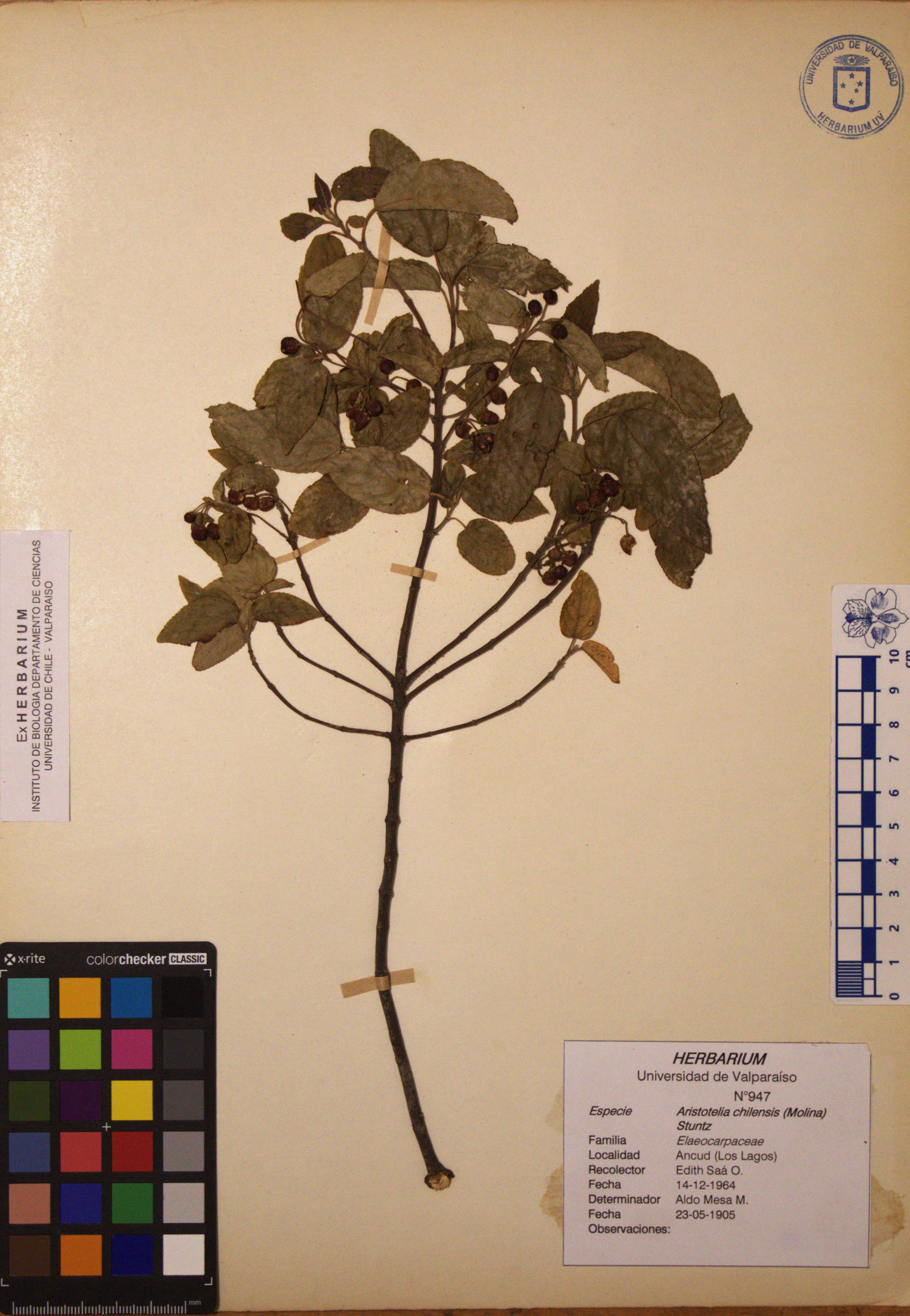 ANG-0947.jpg