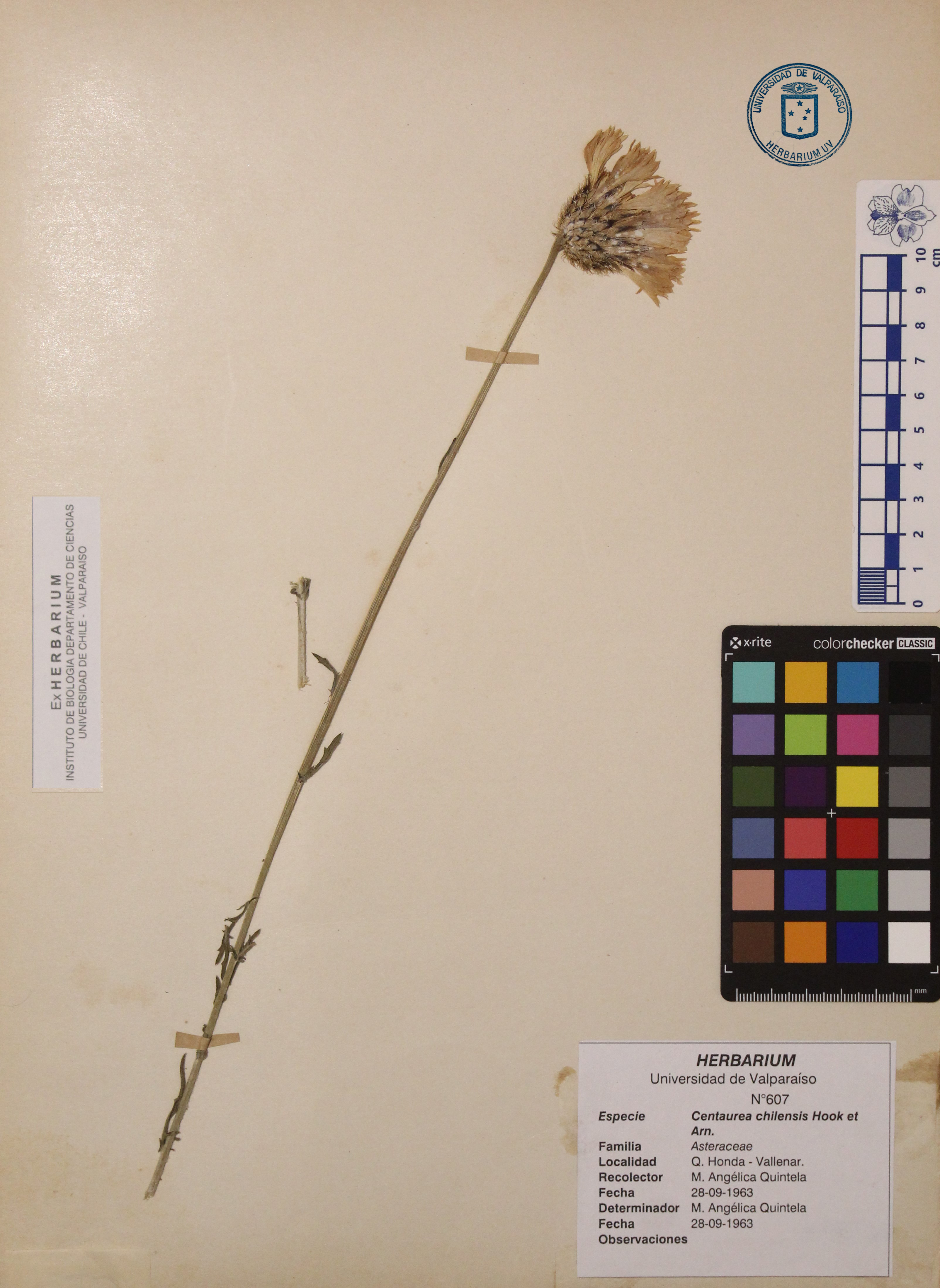 ANG-0607d.jpg