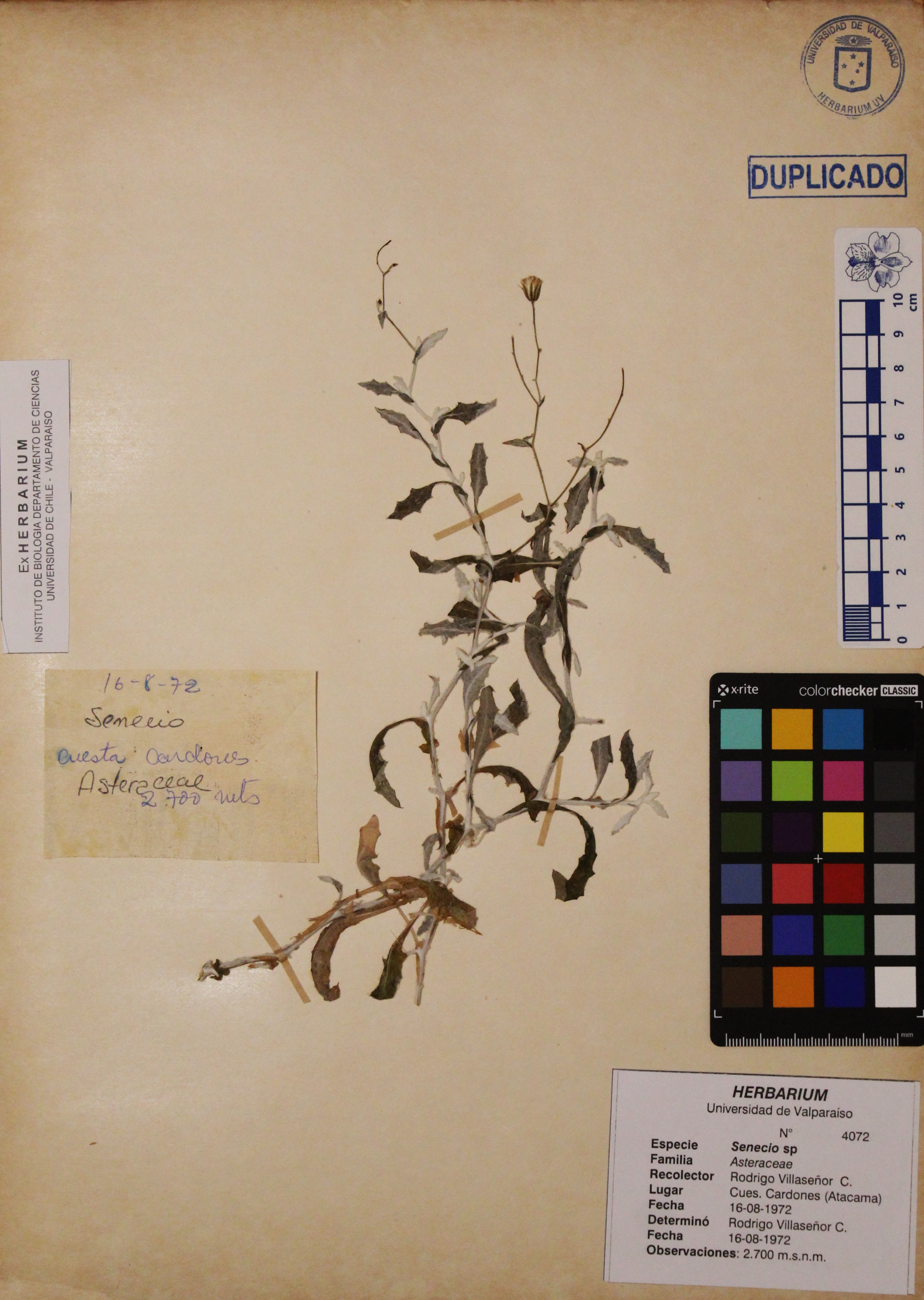 ANG-4072d7.jpg