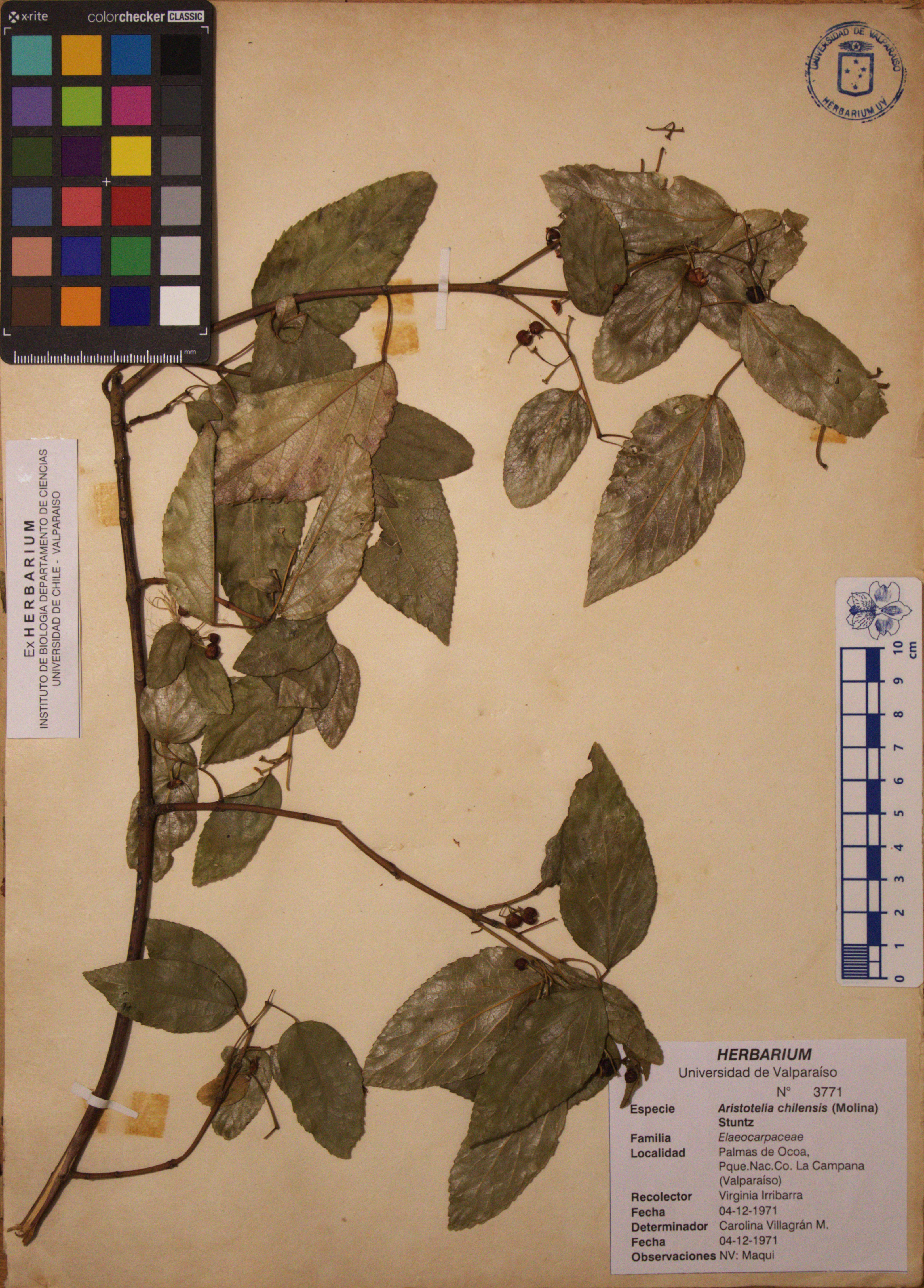 ANG-3771.jpg