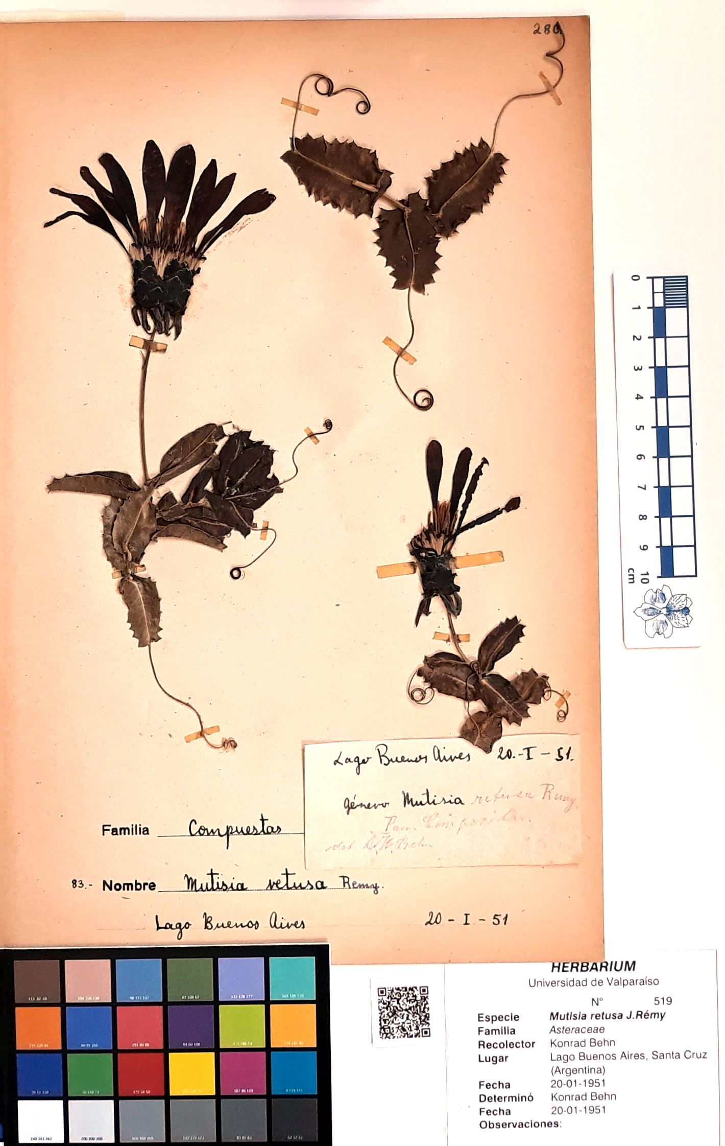 ANG-519.jpg