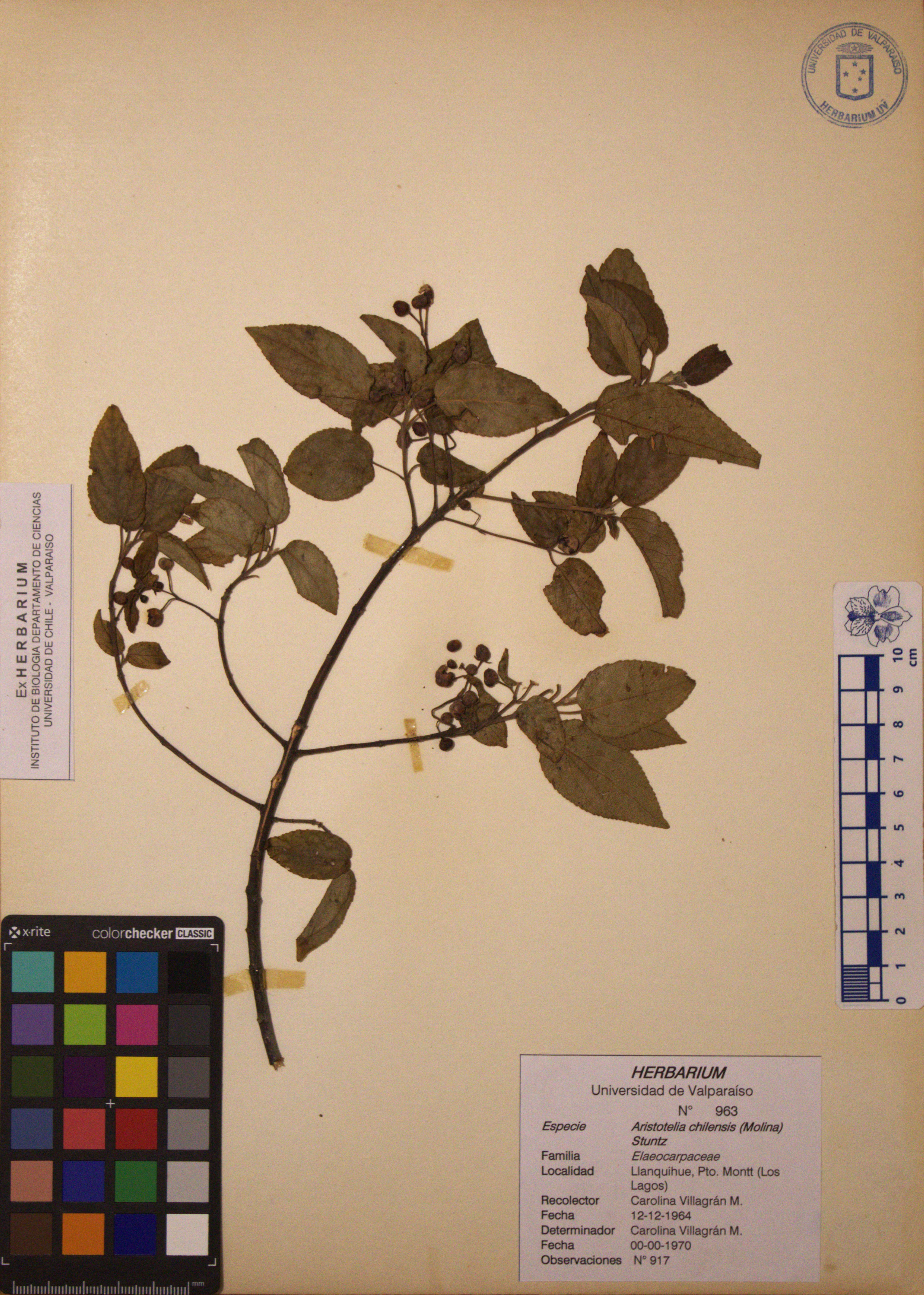 ANG-0963.jpg