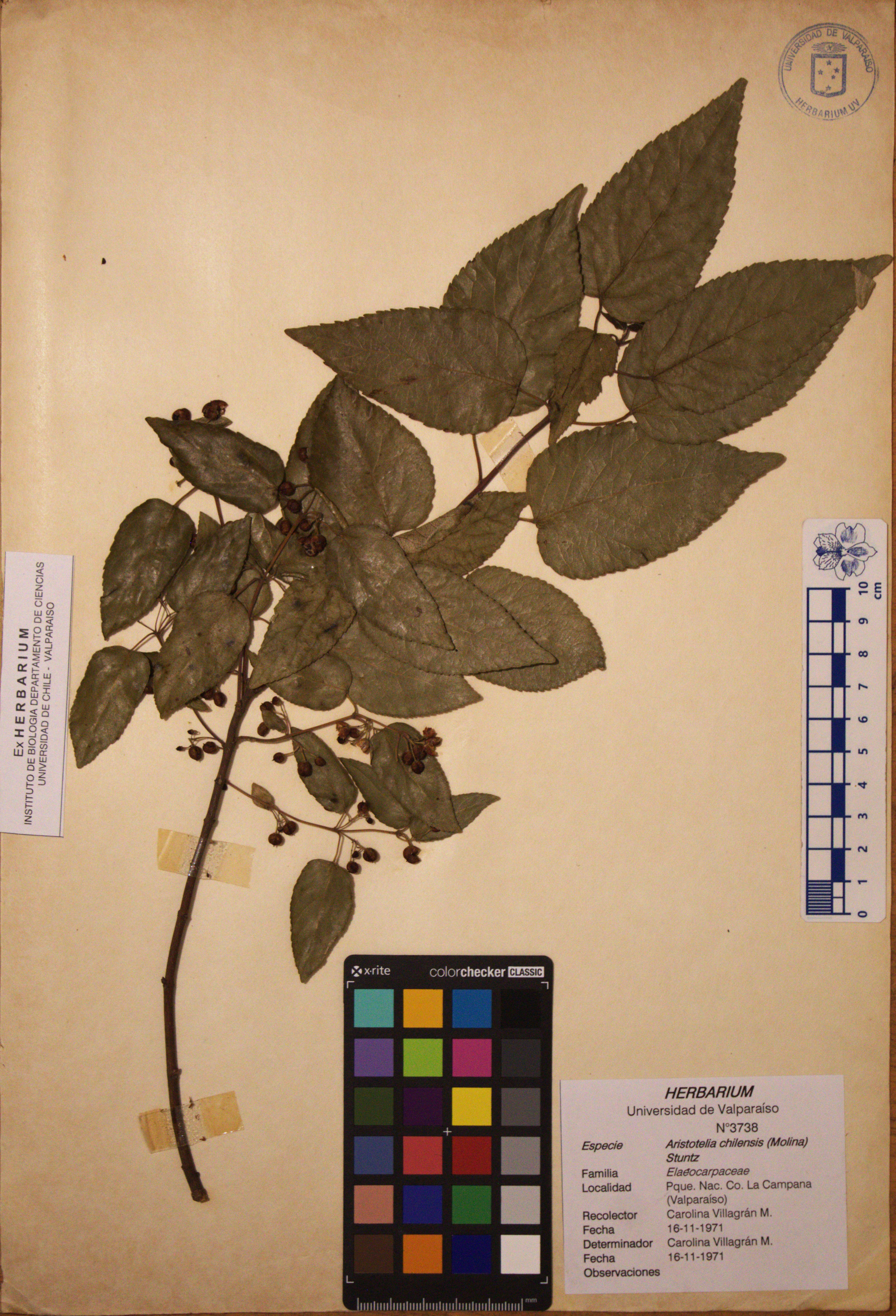 ANG-3738.jpg
