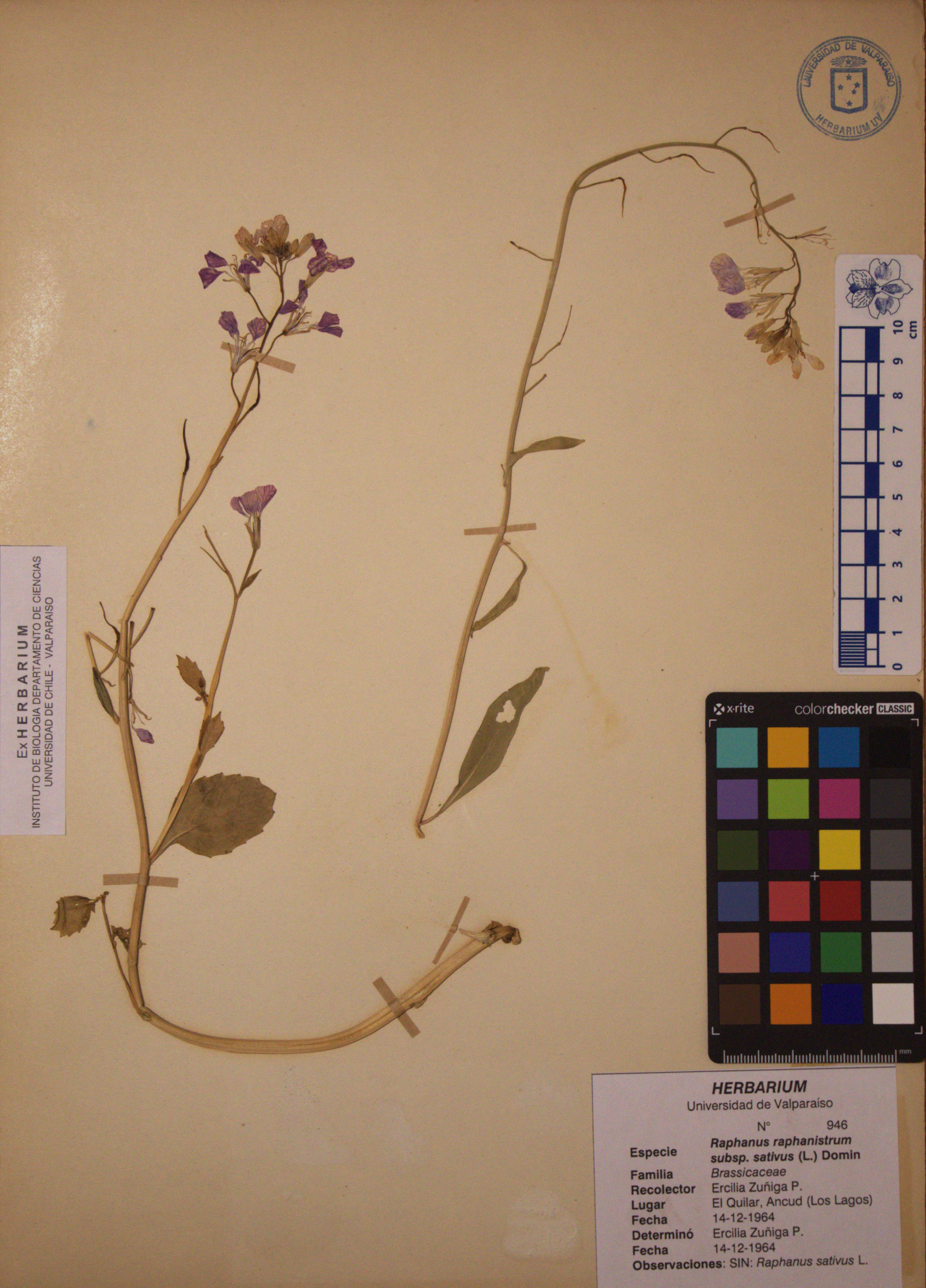 ANG-0946.jpg