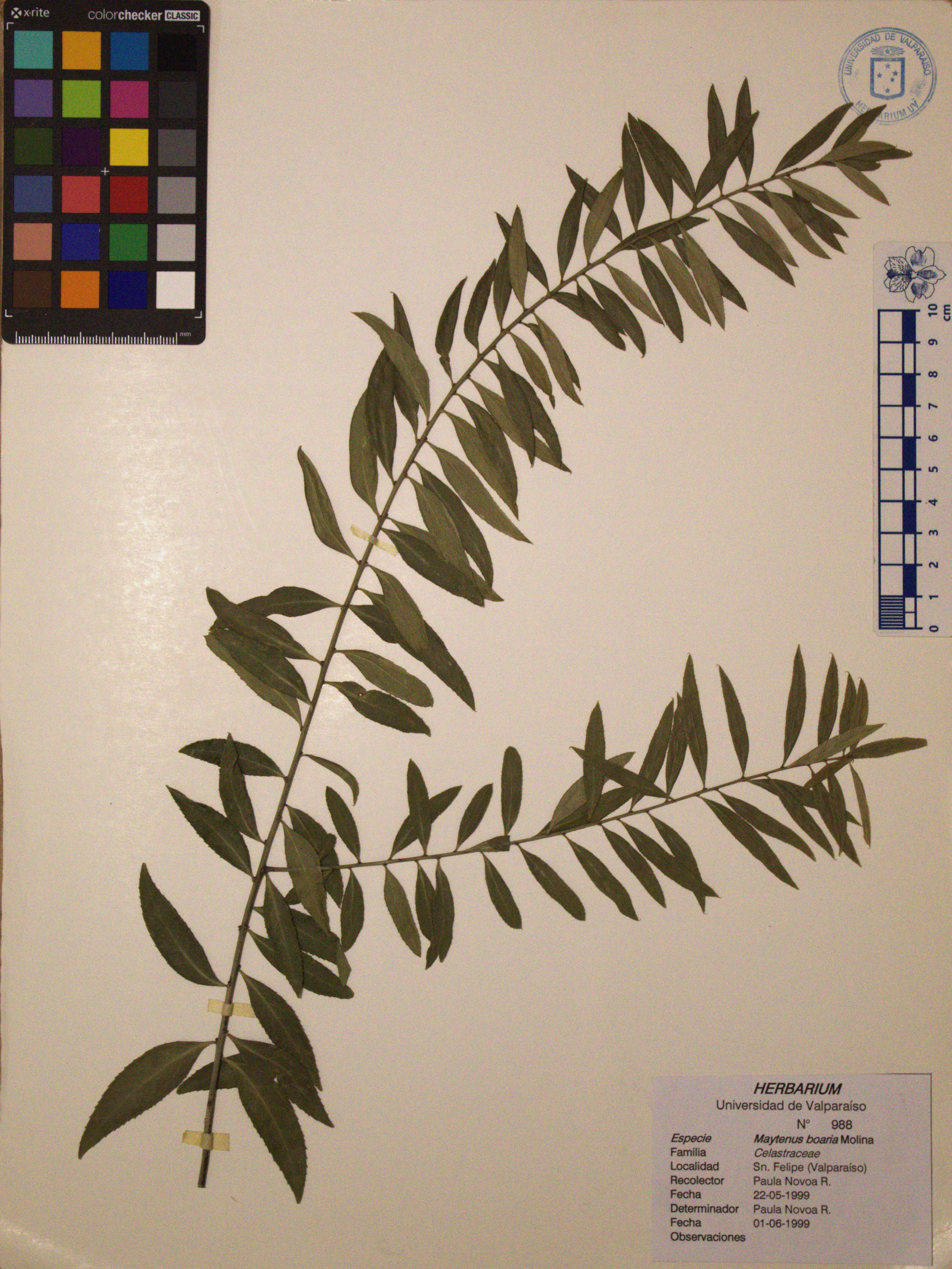 ANG-0988.jpg
