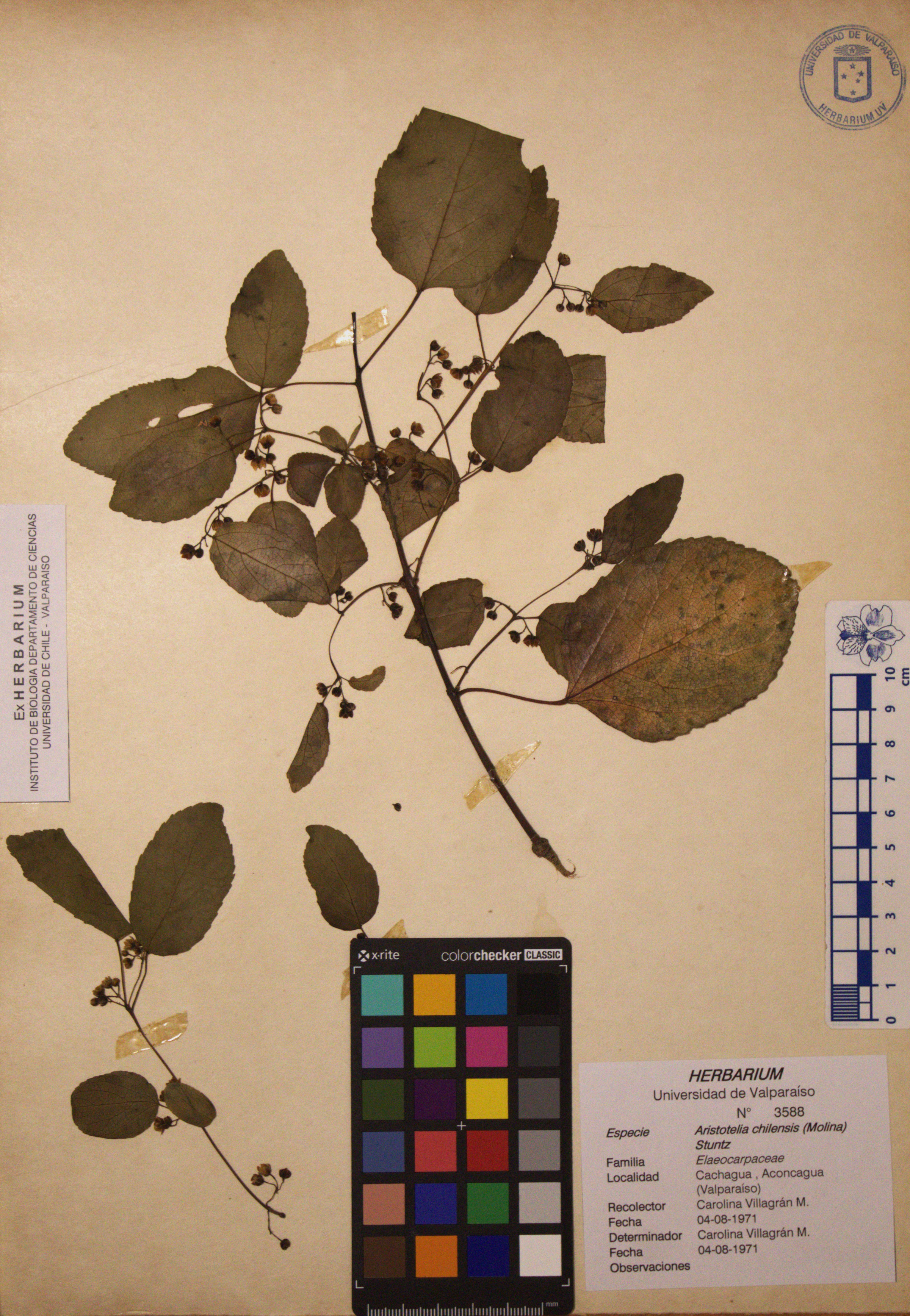 ANG-3588.jpg
