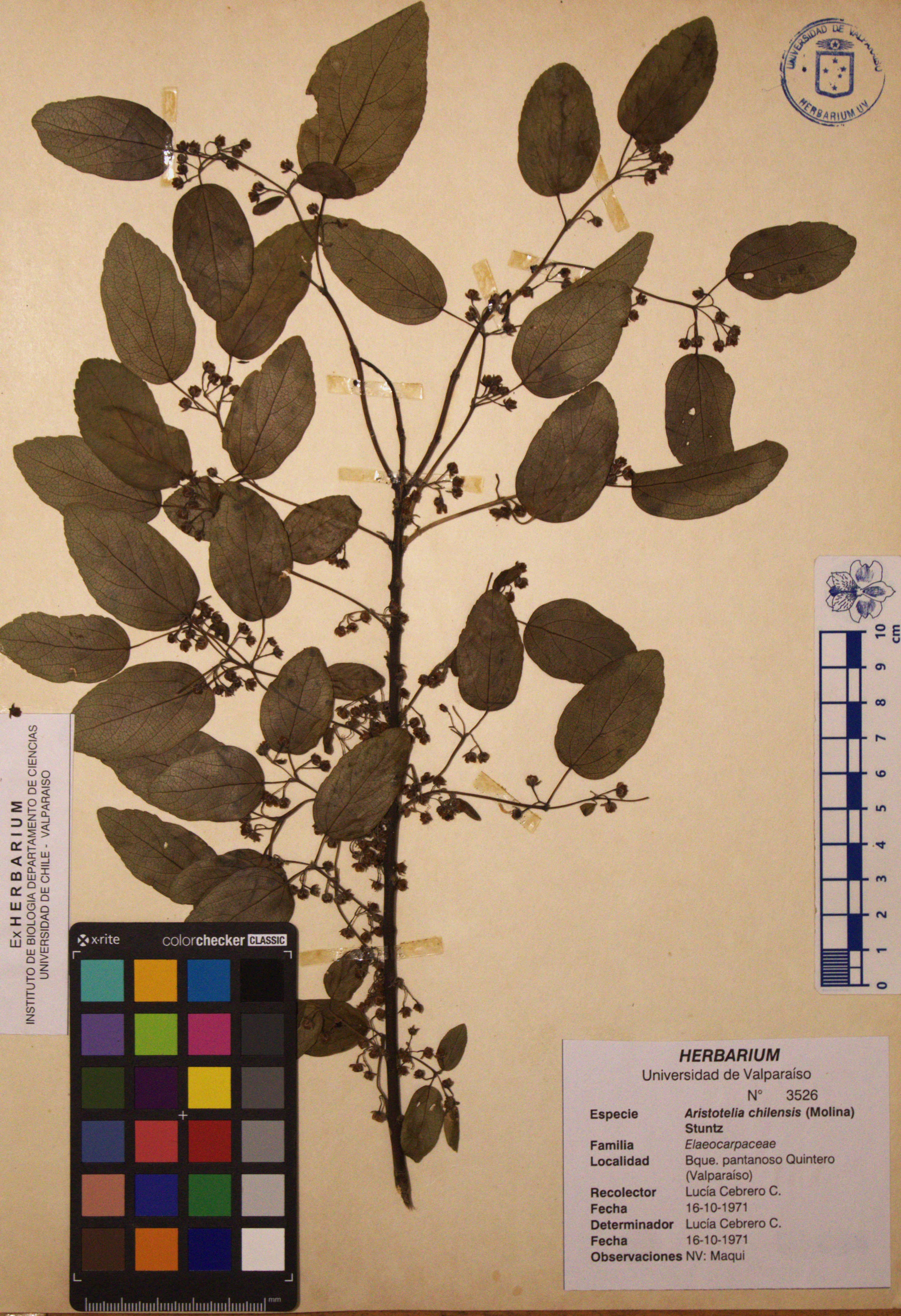 ANG-3526.jpg