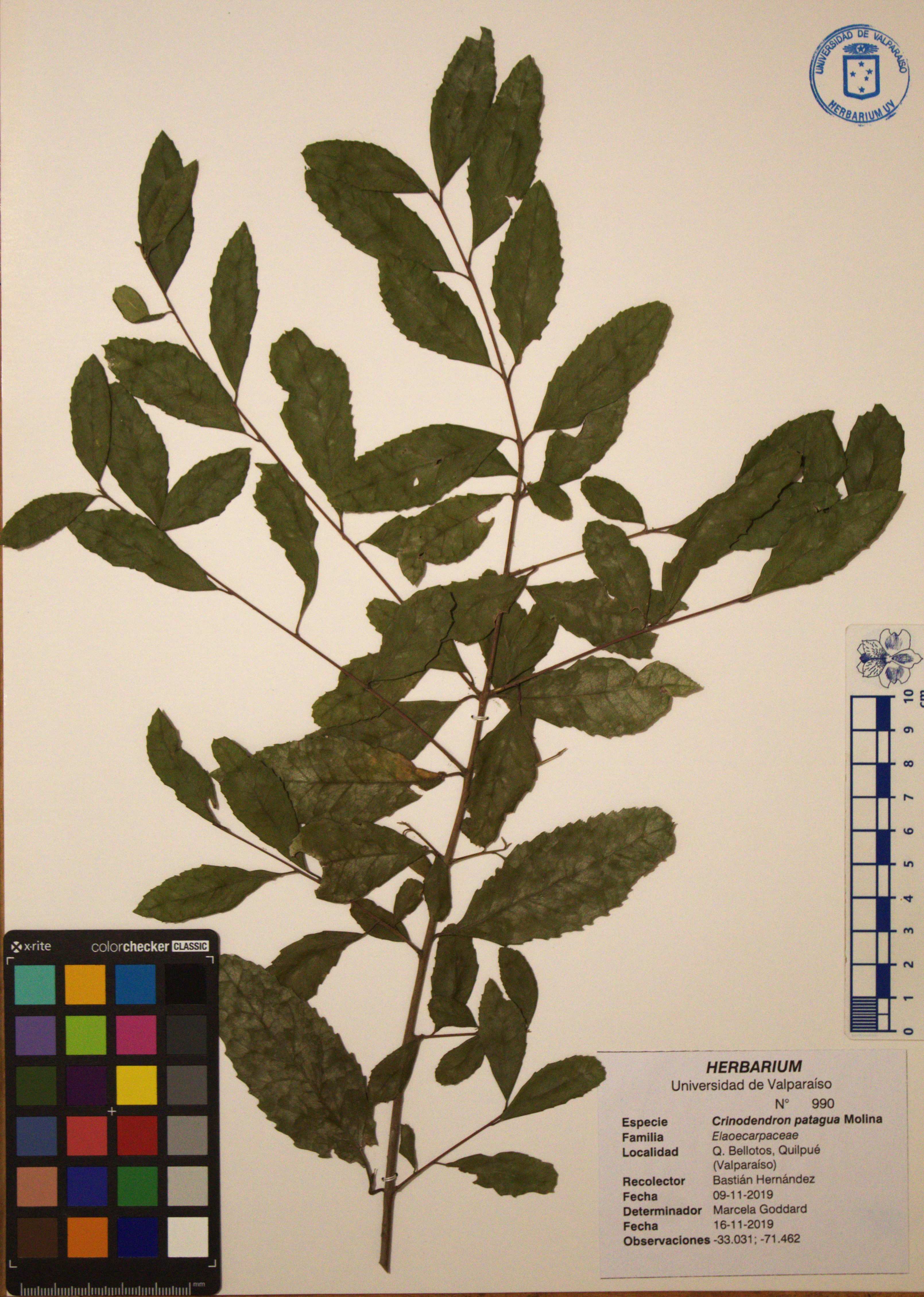 ANG-0990.jpg