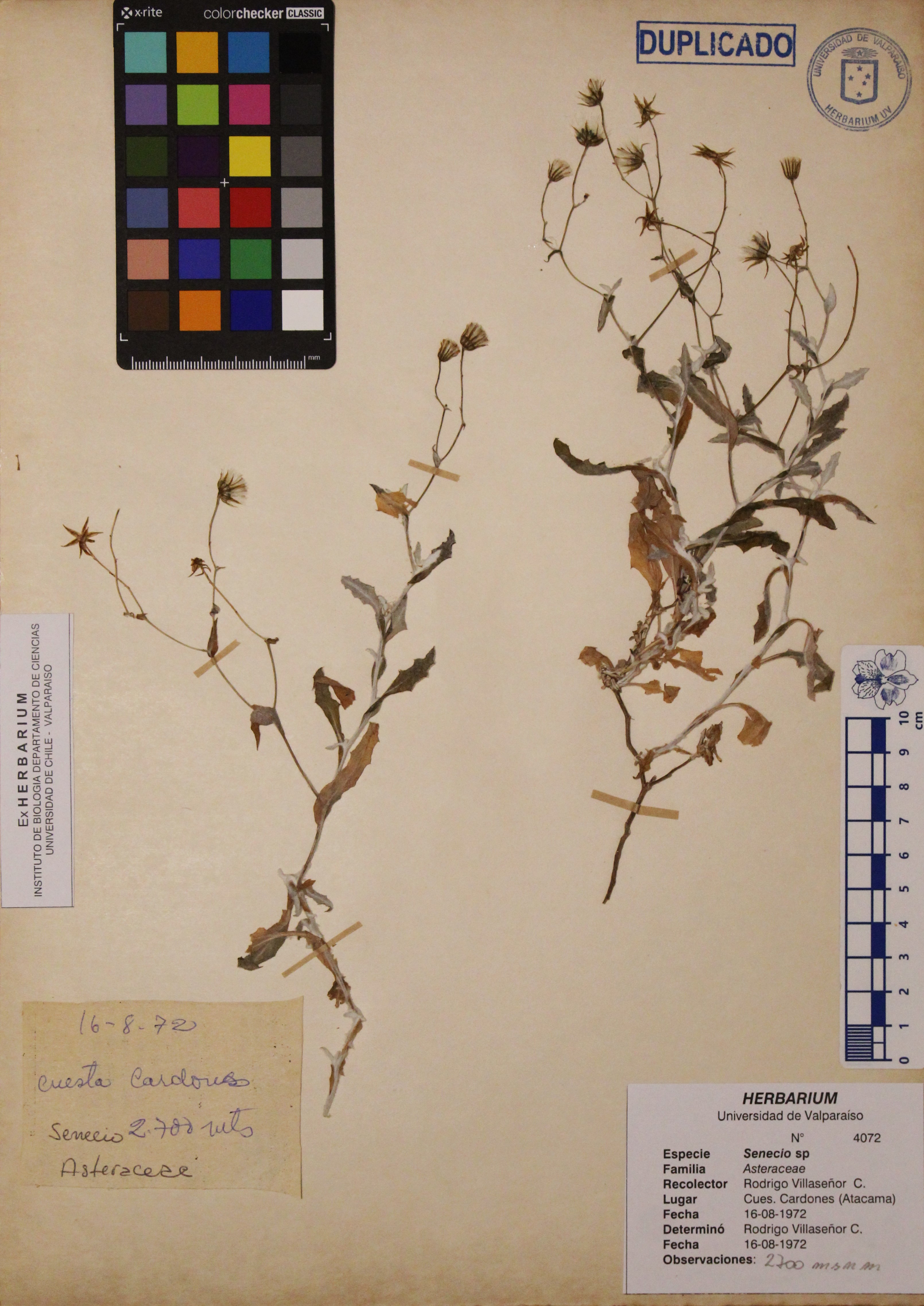 ANG-4072d8.jpg