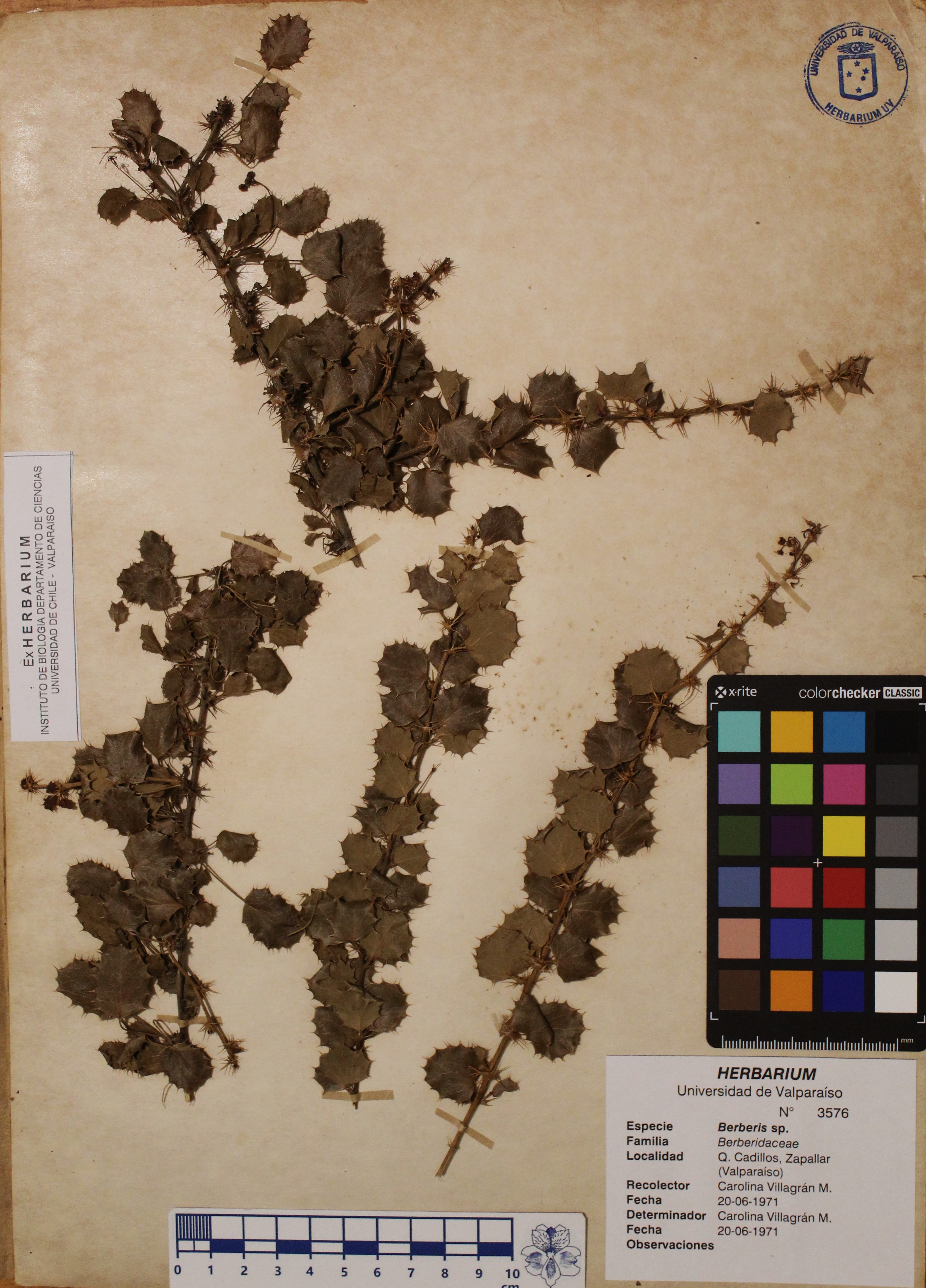 ANG-3576D2.jpg