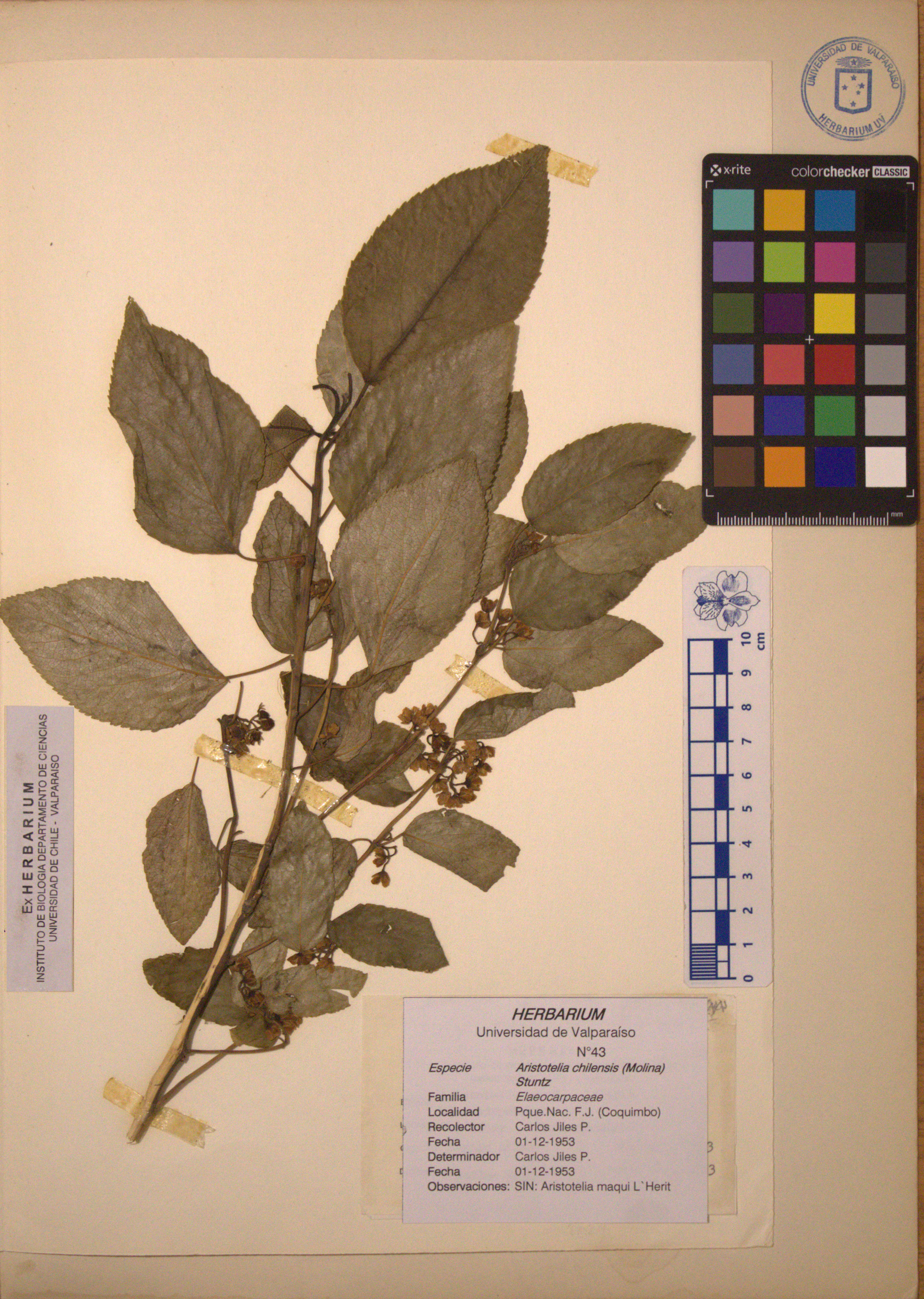 ANG-0043.jpg